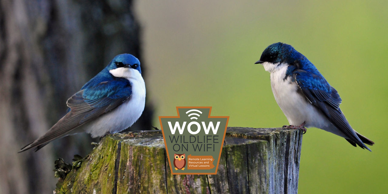 tree swallows on a stump with the wildlife on wifi logo