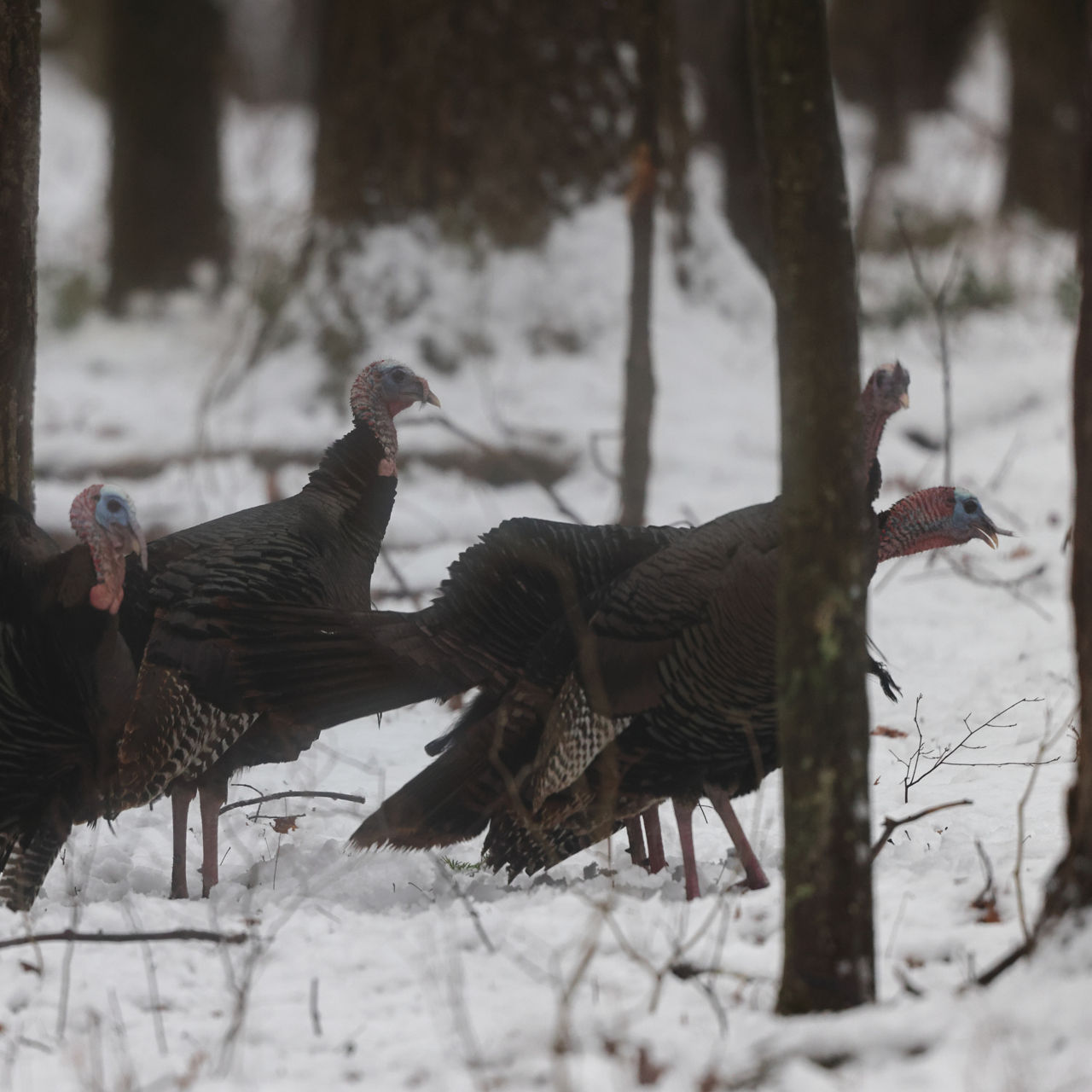 winter turkeys