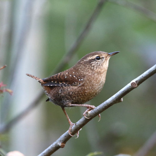 Marsh Wren