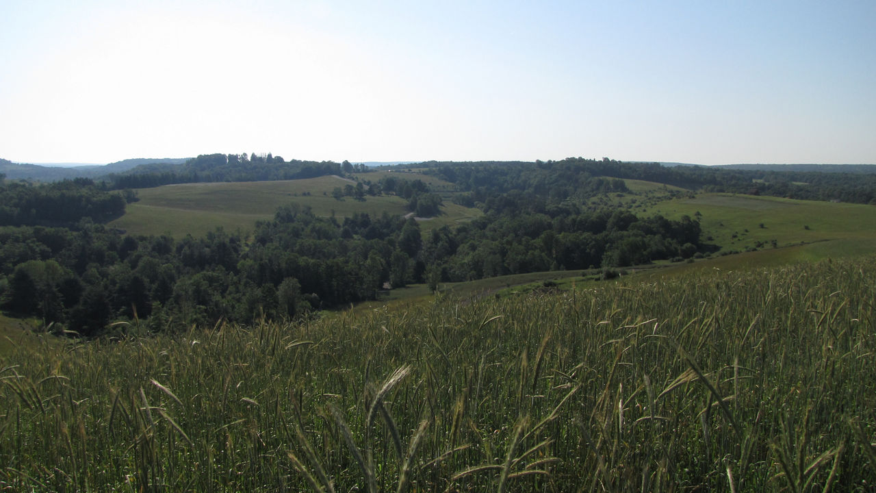 field of grass