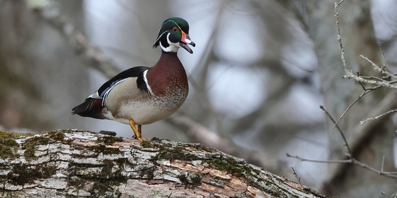 wood duck