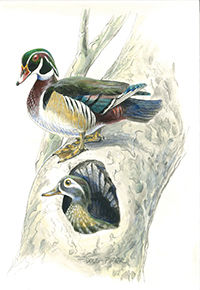 Wood Duck