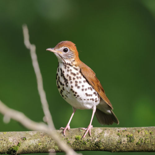 Wood Thrush