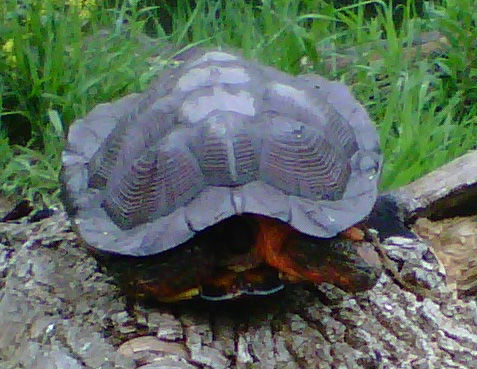Close up of a Wood Turtle sitting on a log showing it's brown and keeled shell. The skin on the neck and front legs is reddish orange.