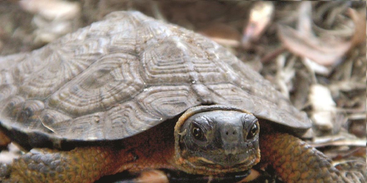 Close up of Wood Turtle showing carved-like carapace 