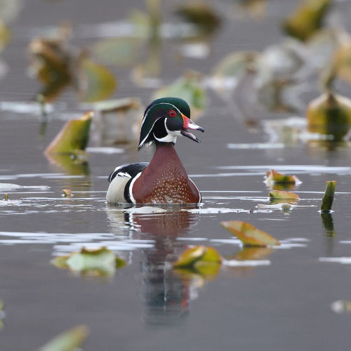 woodduck