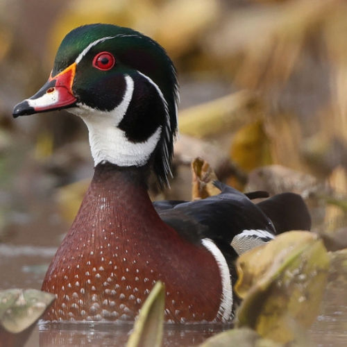 wood duck