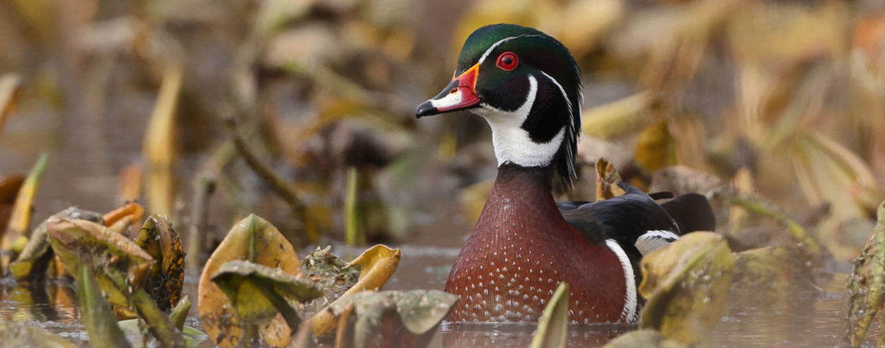 woodduck