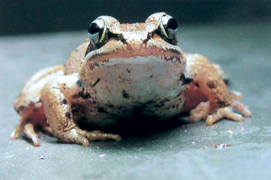 Close up of a Wood Frog's face and head detailing its large eyes and camouflaged coloring.