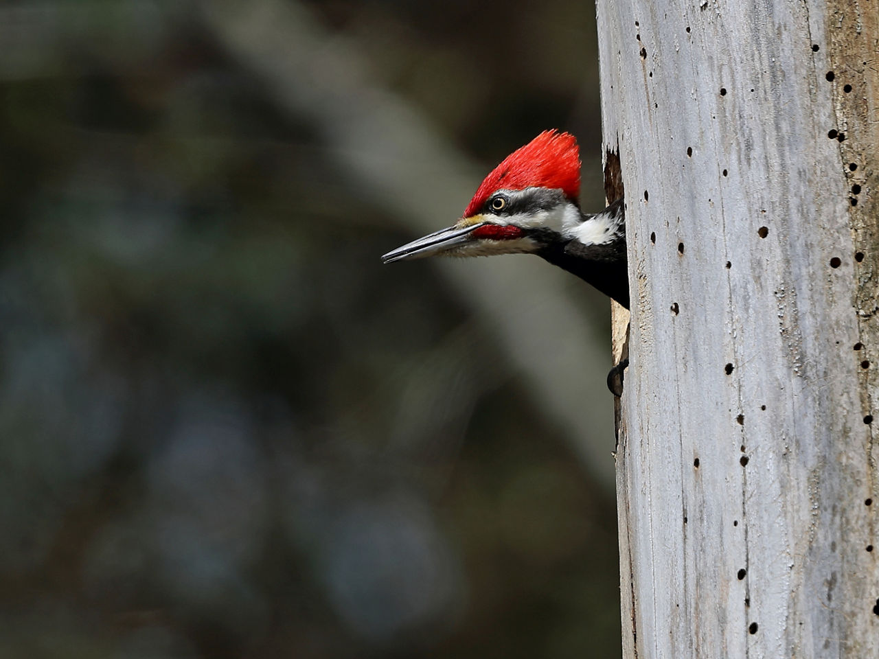 Woodpecker