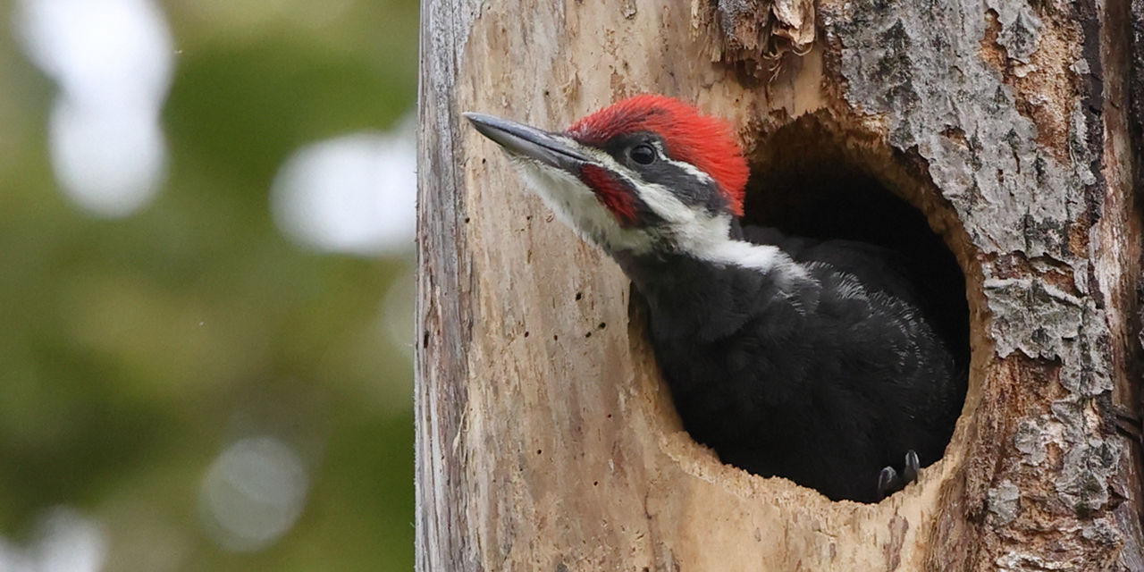 woodpecker