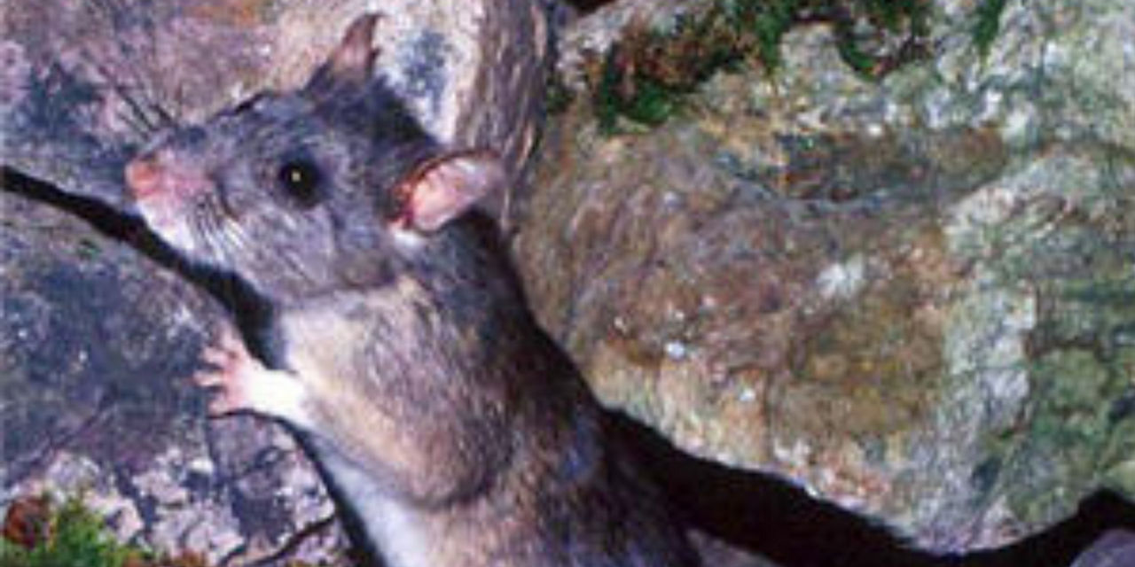 Allegheny Woodrat