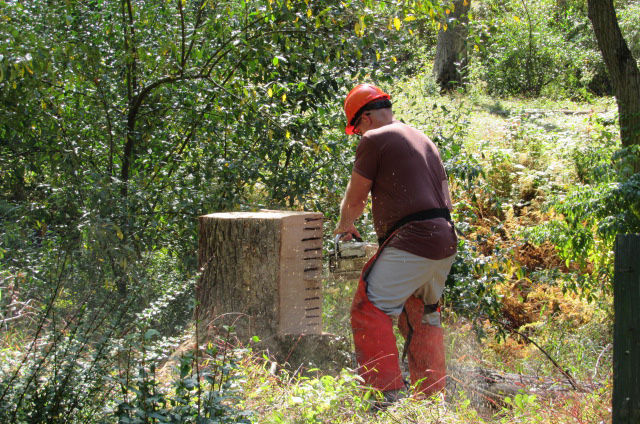 An inmate cuts a tree with a chainsaw