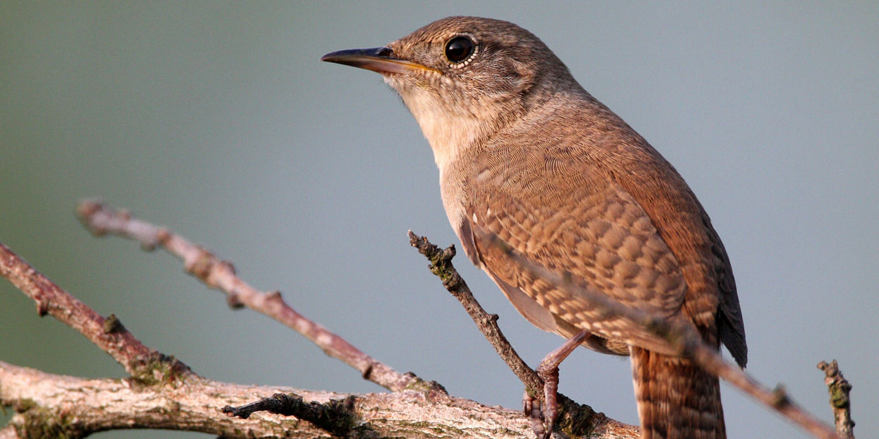 Wren