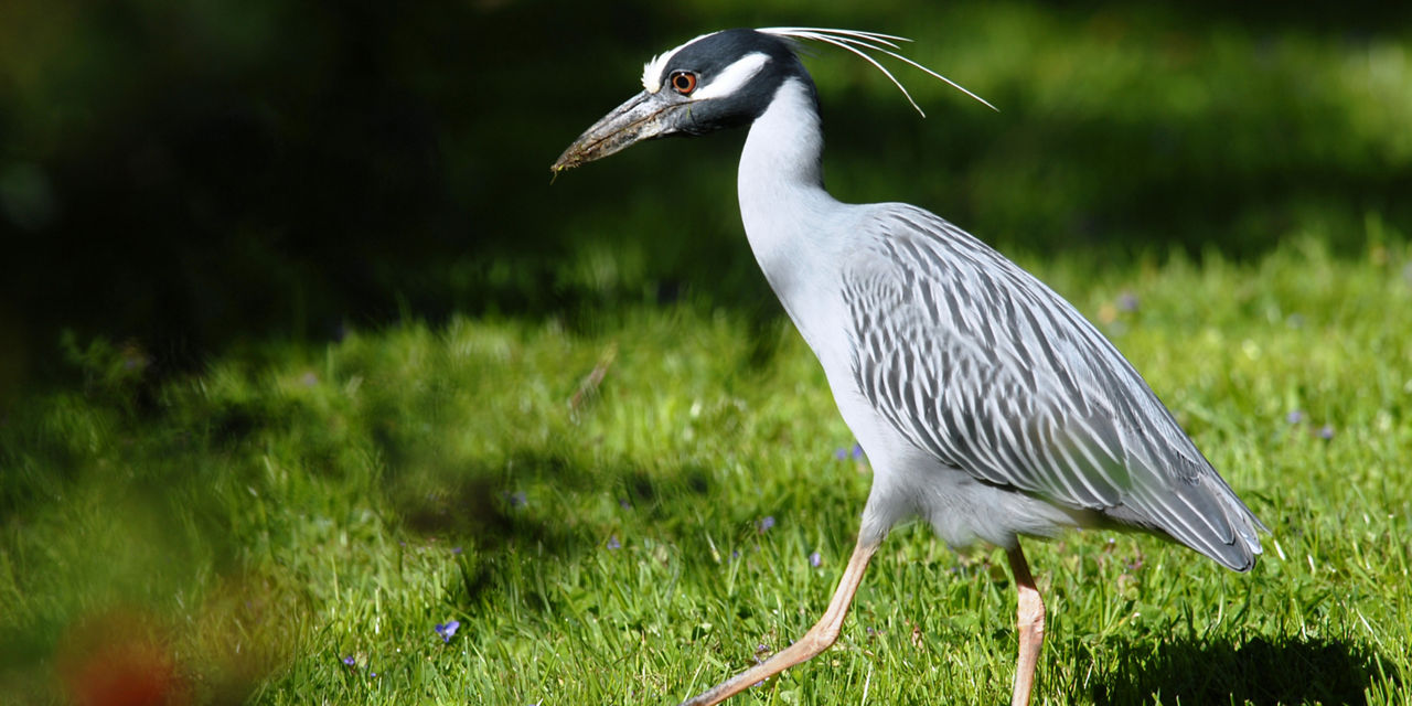 Yellow heron