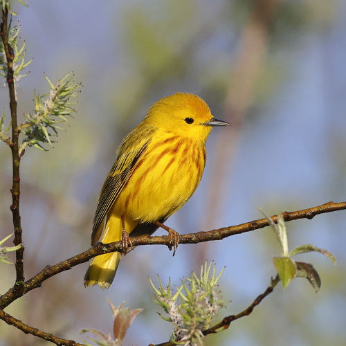 yellow warbler