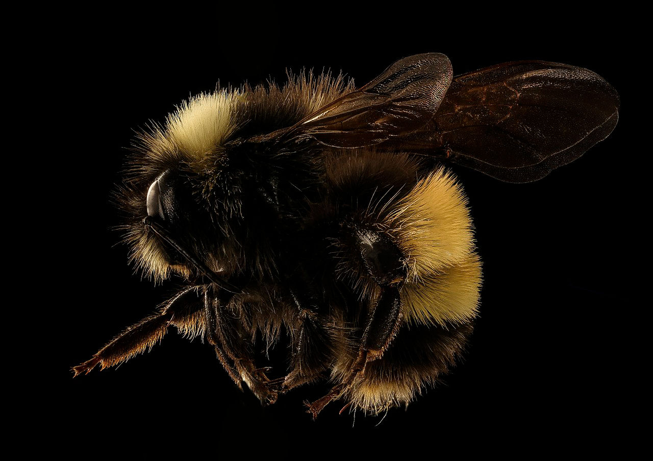 Yellow-Banded Bumblebee