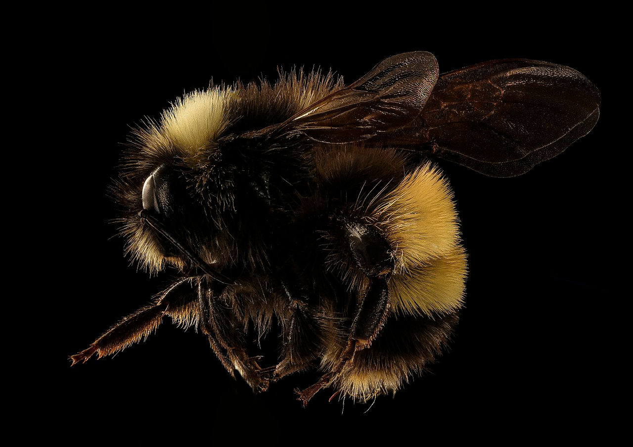 Yellow-Banded Bumblebee