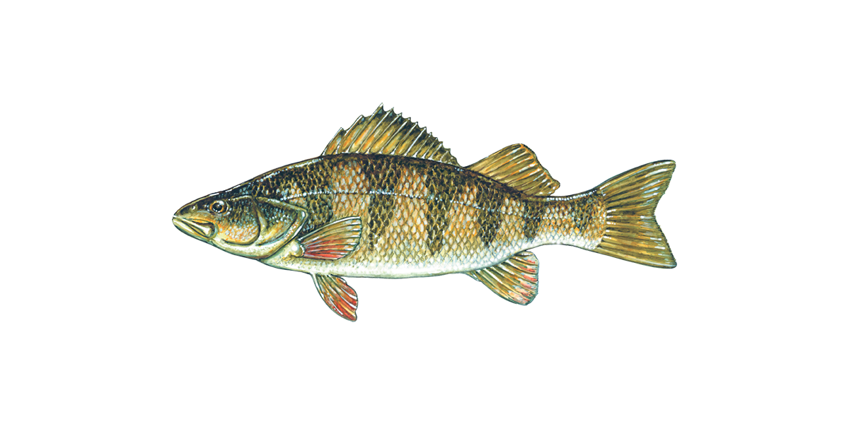 Illustration of a Yellow Perch