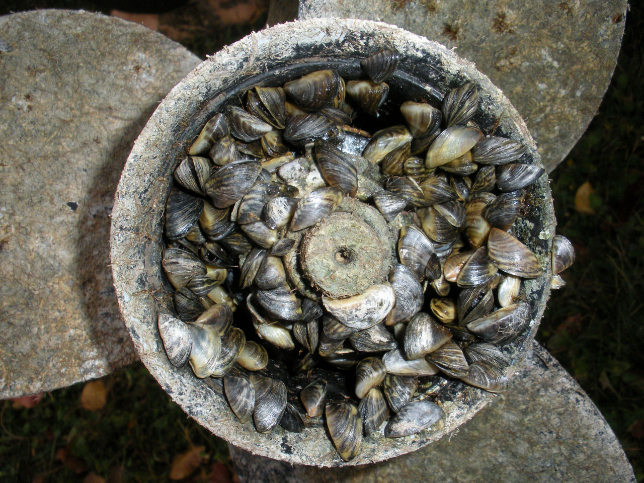 Close-up image of a boat propeller filled with invasive zebra mussels