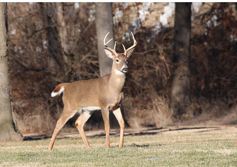 Photograph of a deer walking in the woods