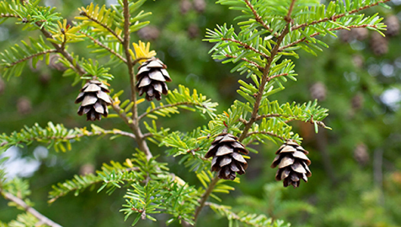 Photograph of a tree