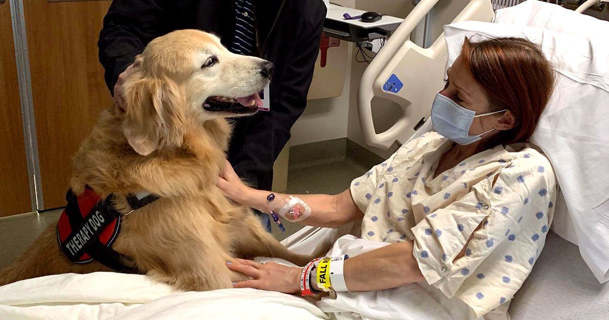 A golden retriever therapy dog sits on a hospital bed, interacting gently with a patient. The patient, wearing a hospital gown and wristbands, is seated upright in a medical setting. A person in professional attire stands nearby, supporting the dog. The scene conveys comfort and emotional support, with medical equipment visible in the background.