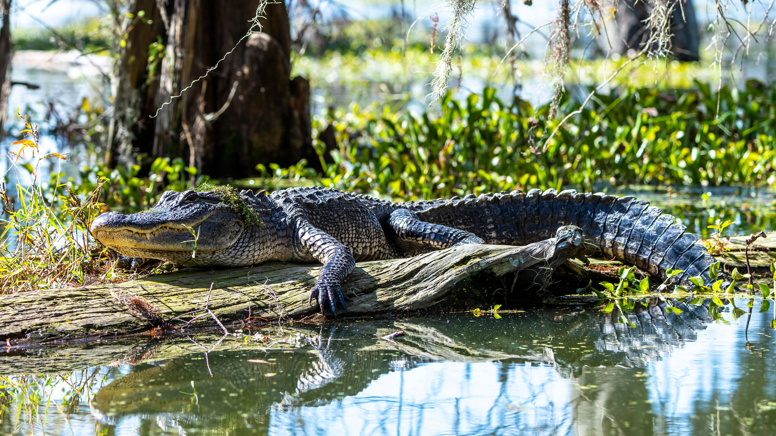 The Big Easy to the Gateway City