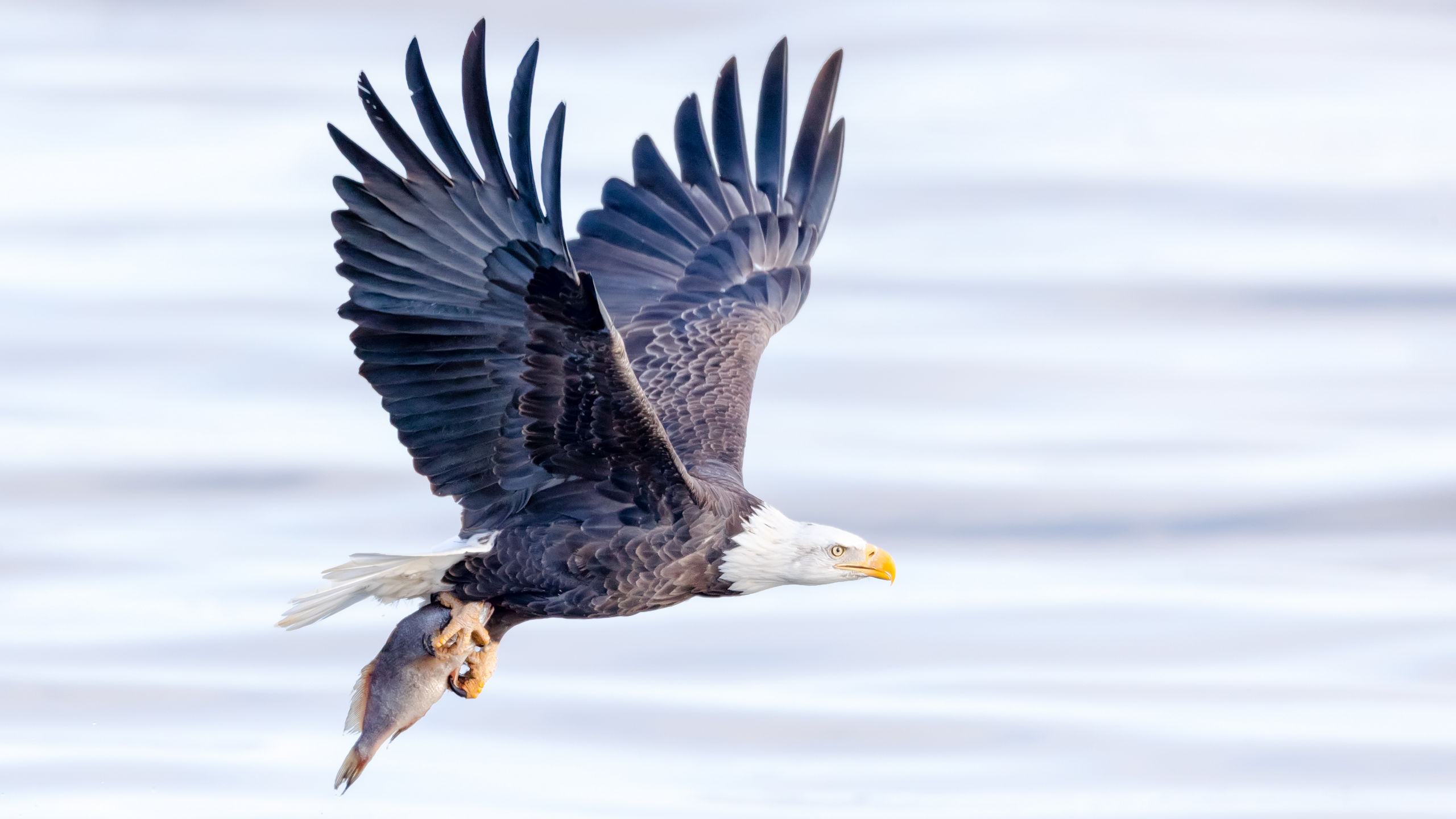 Mississippi River Odyssey
