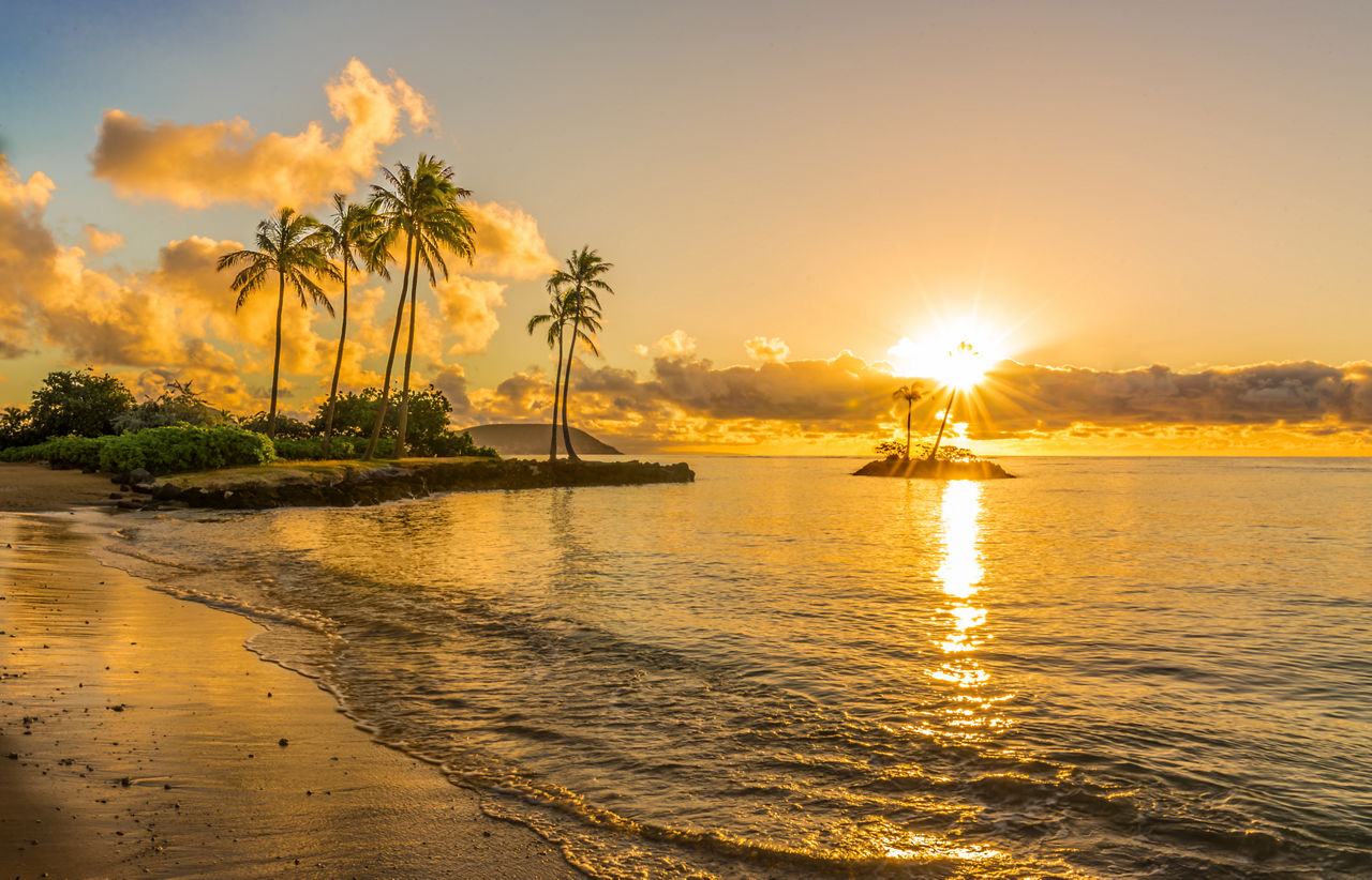 Beach Palm Trees Sunset Honolulu