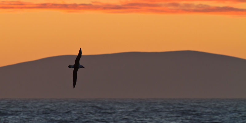 Seabird soaring over ocean at sunset