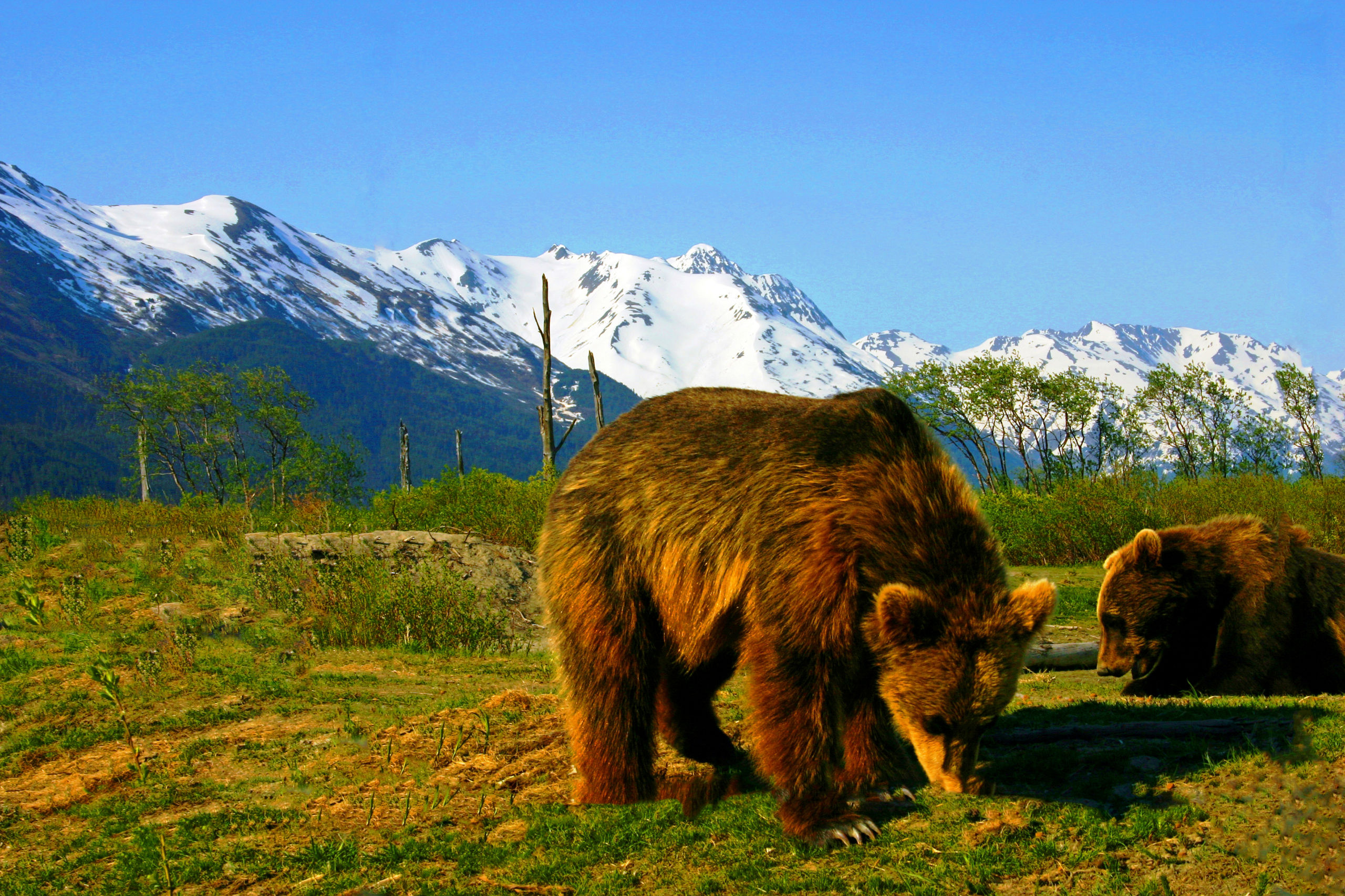 Brown Bears Conservation Center Alaska