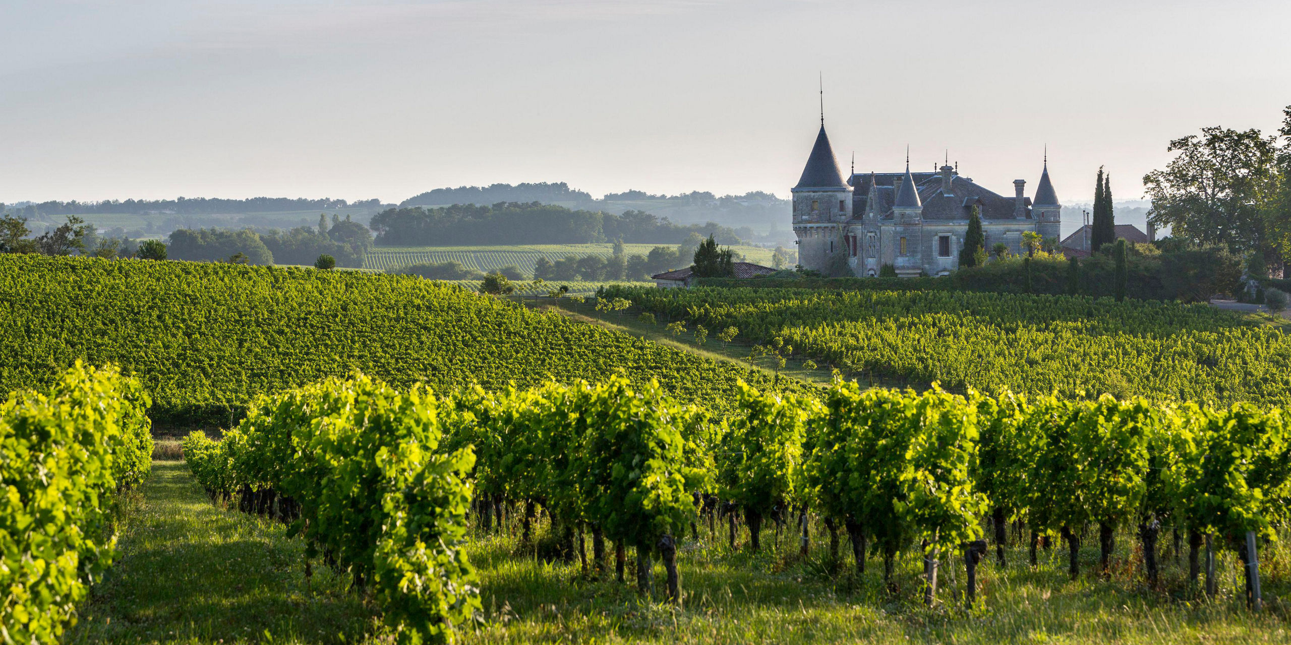 Chateau Vineyards Landscape Bourg