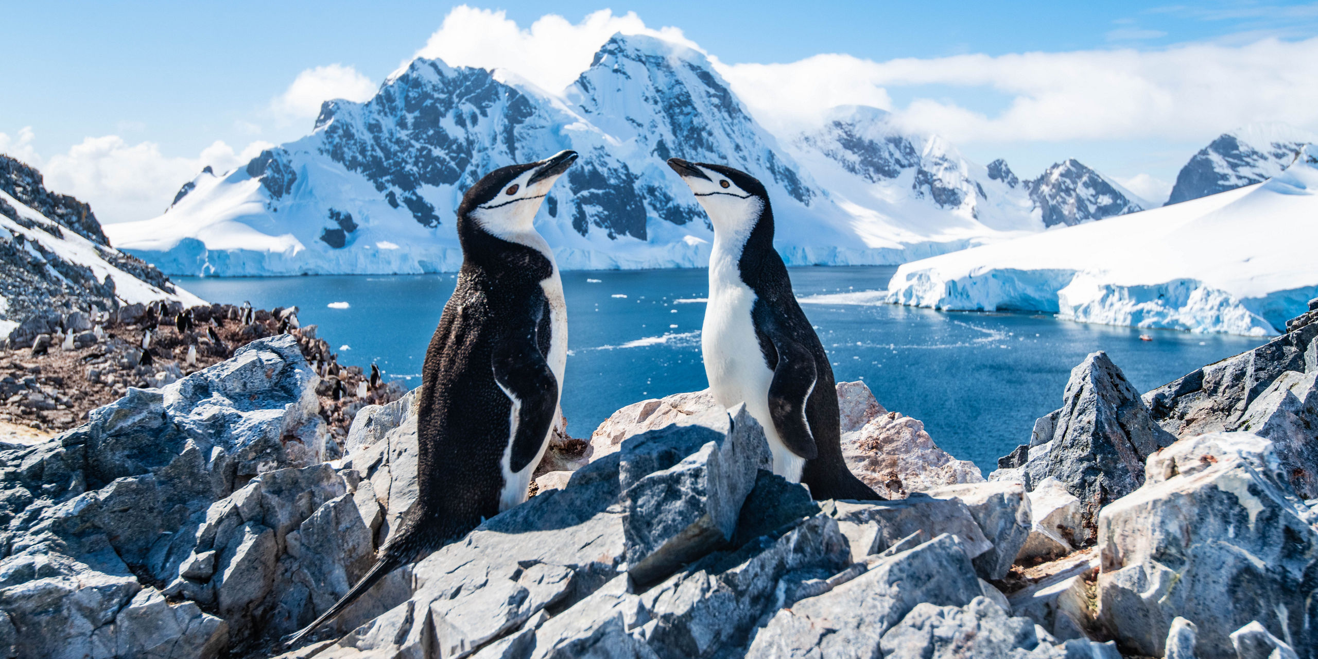 Chinstrap Penguins Duo Antarctica