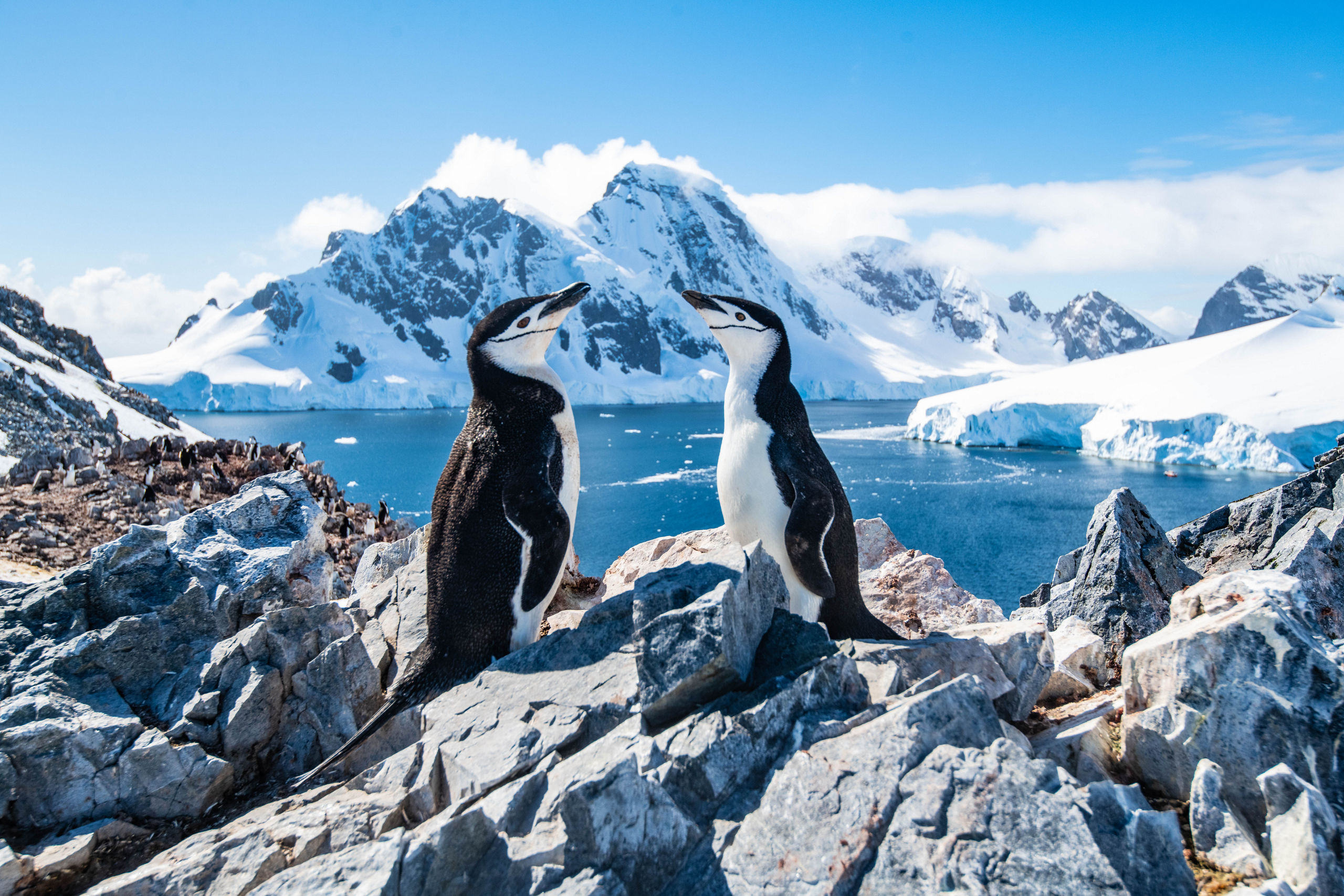 Chinstrap Penguins Duo Antarctica