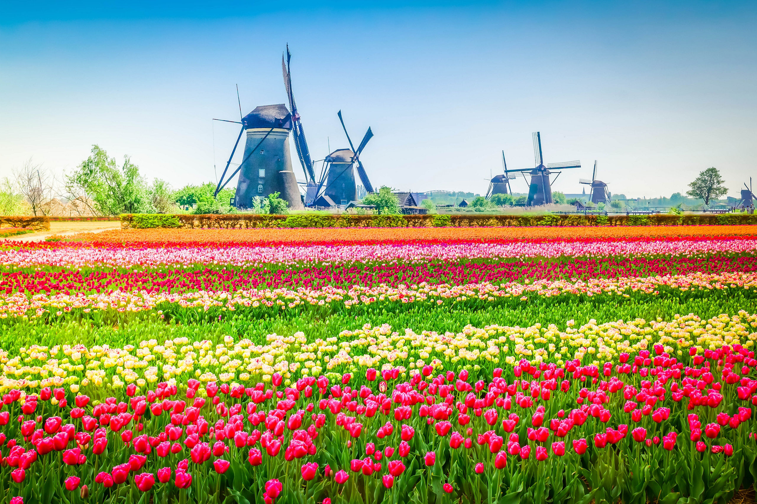 Colorful Tulip Rows Windmills Kinderdijk