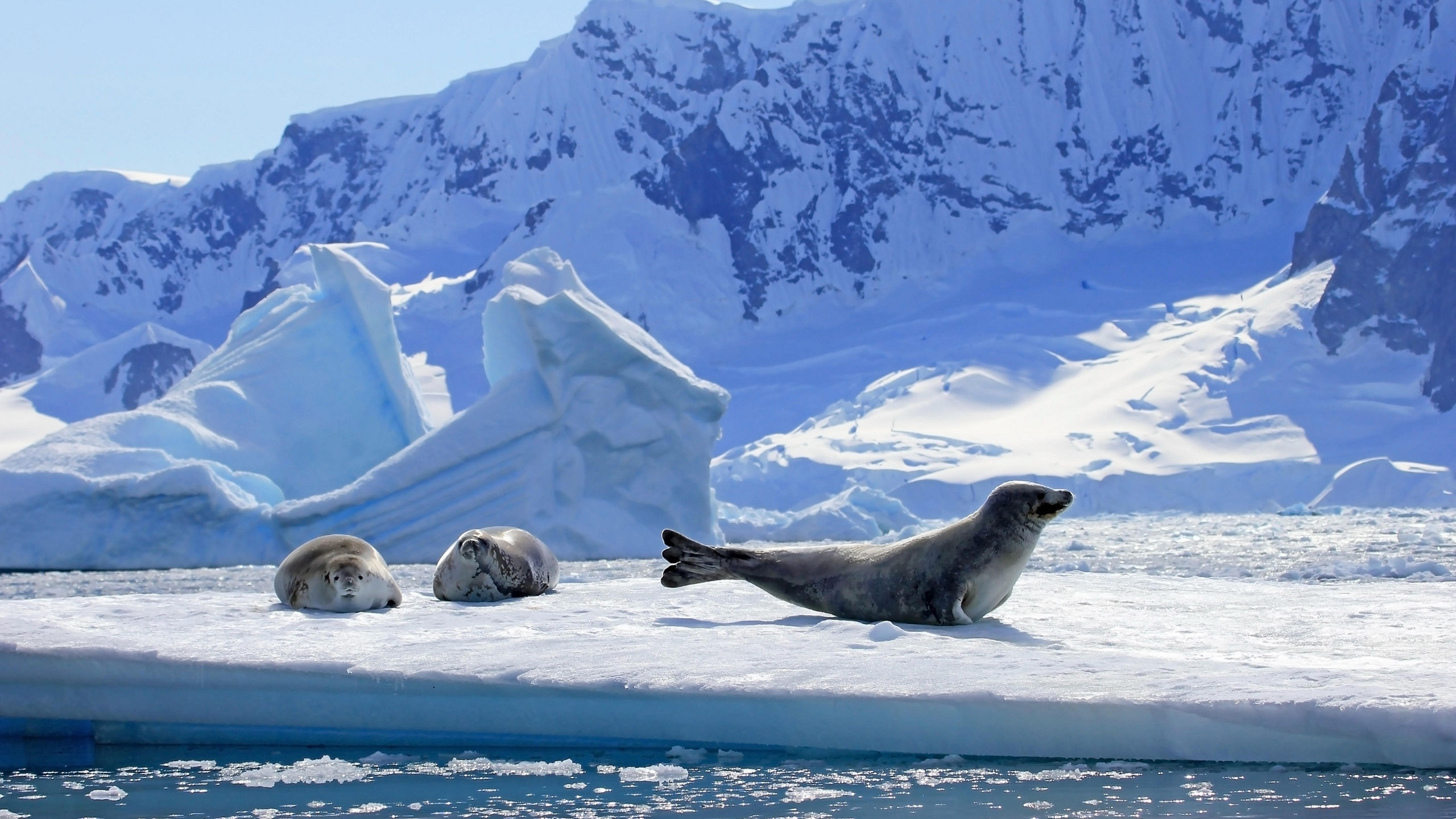 Into the Antarctic Circle