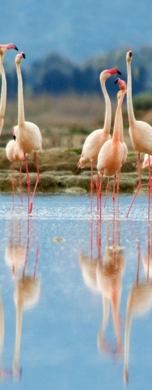 Flock of flamingos in serene wetland
