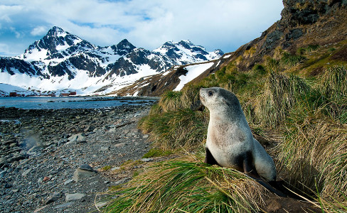 Fur Seal Snowy Mountain South Georgia