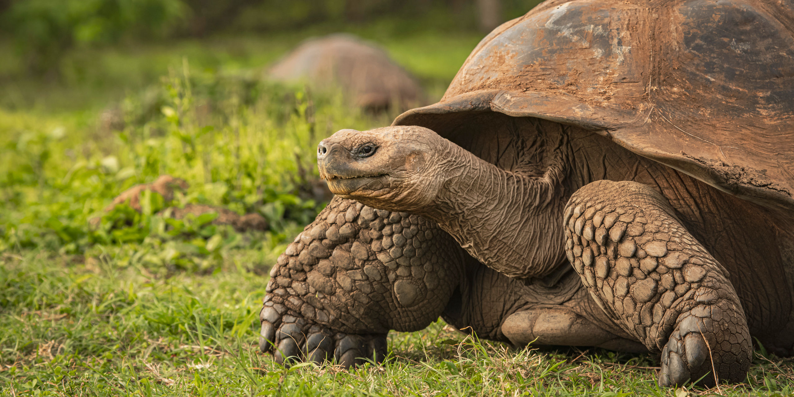 Giant Land Tortoise Galapagos