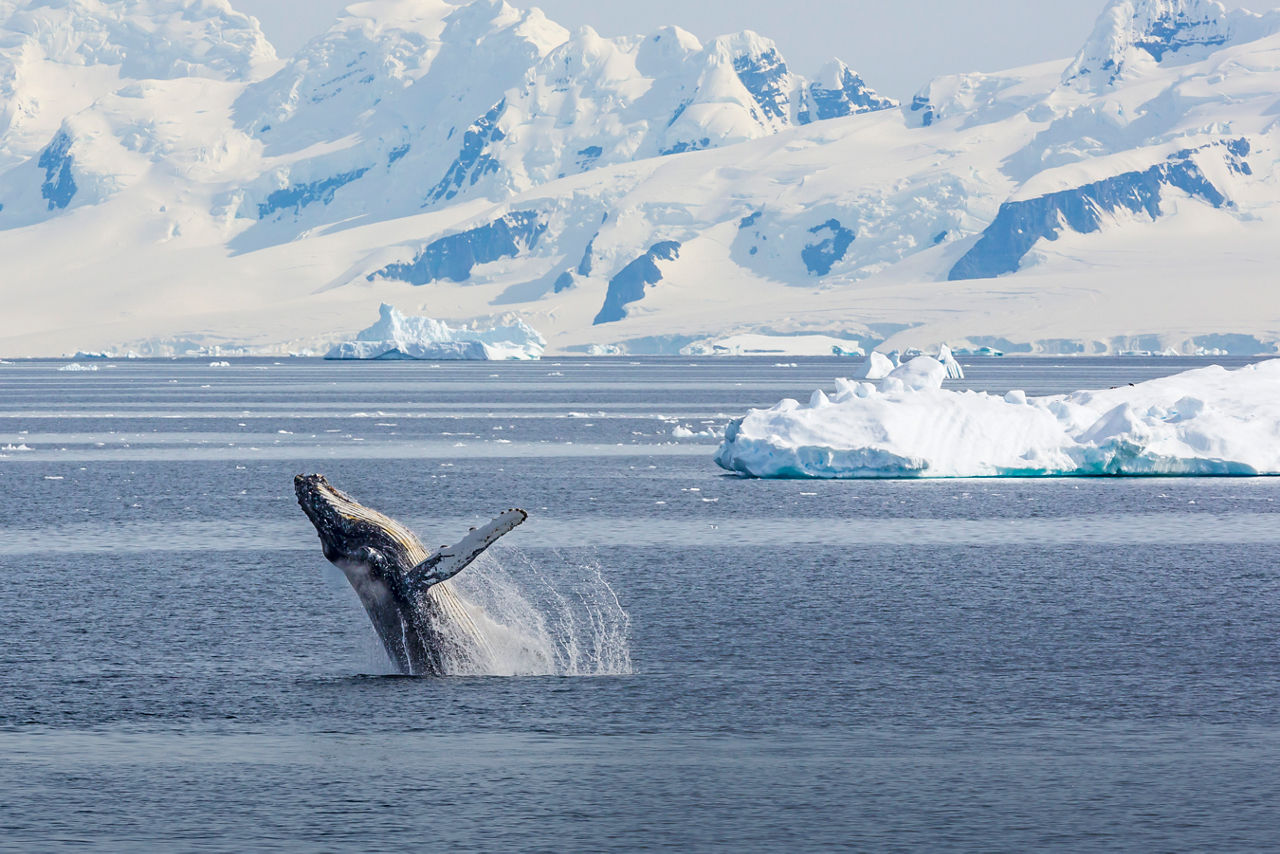 Humpback Whale Breaching Antarctica