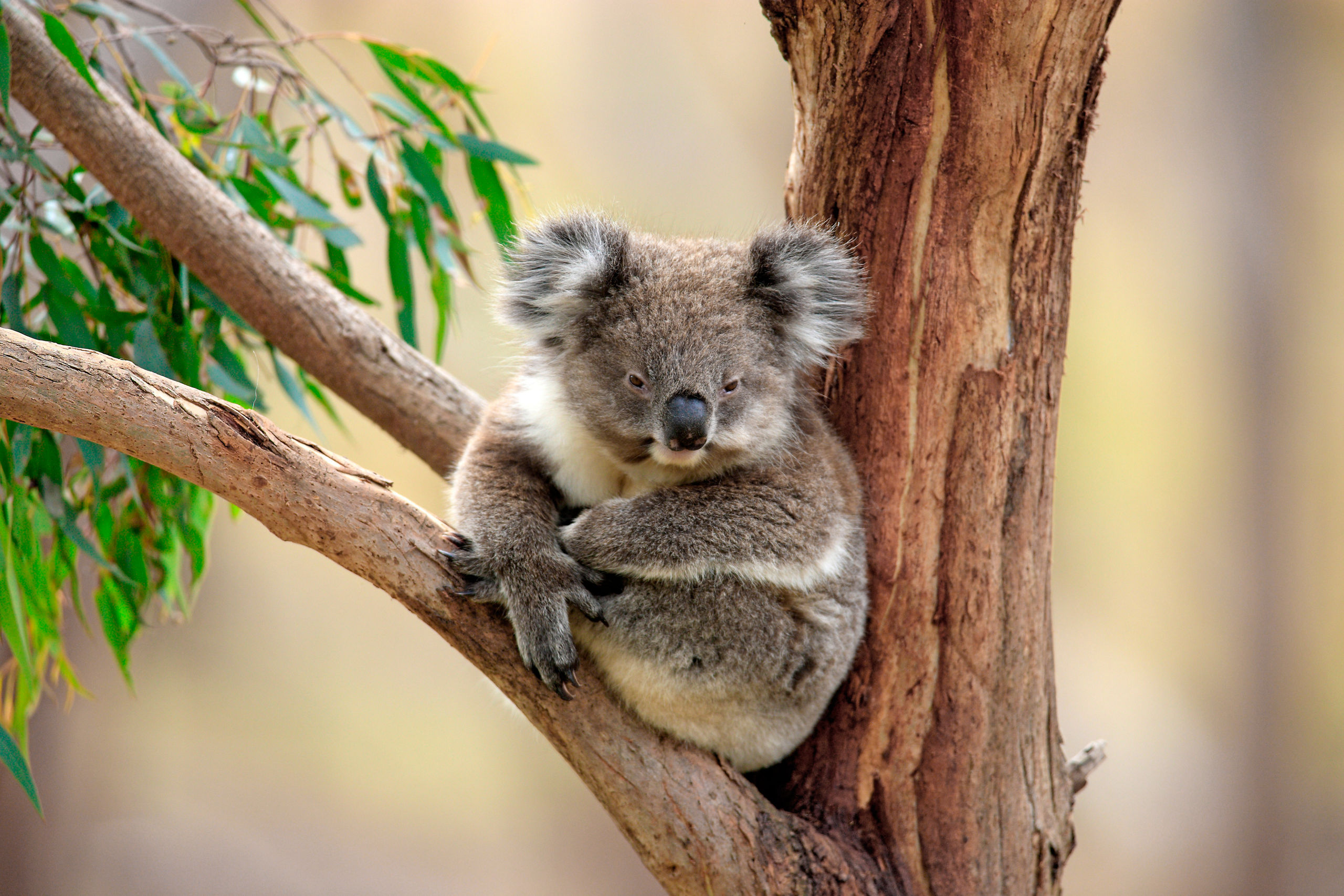 Koala Bear Crook Tree Australia
