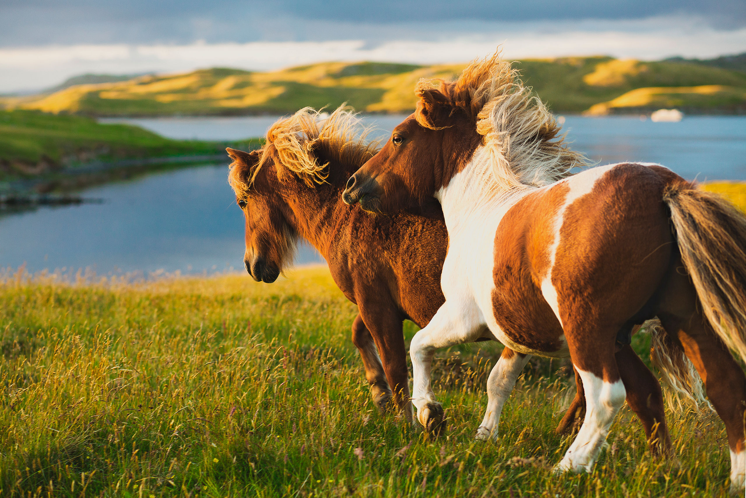 Lerwick Ponies Running Shetland