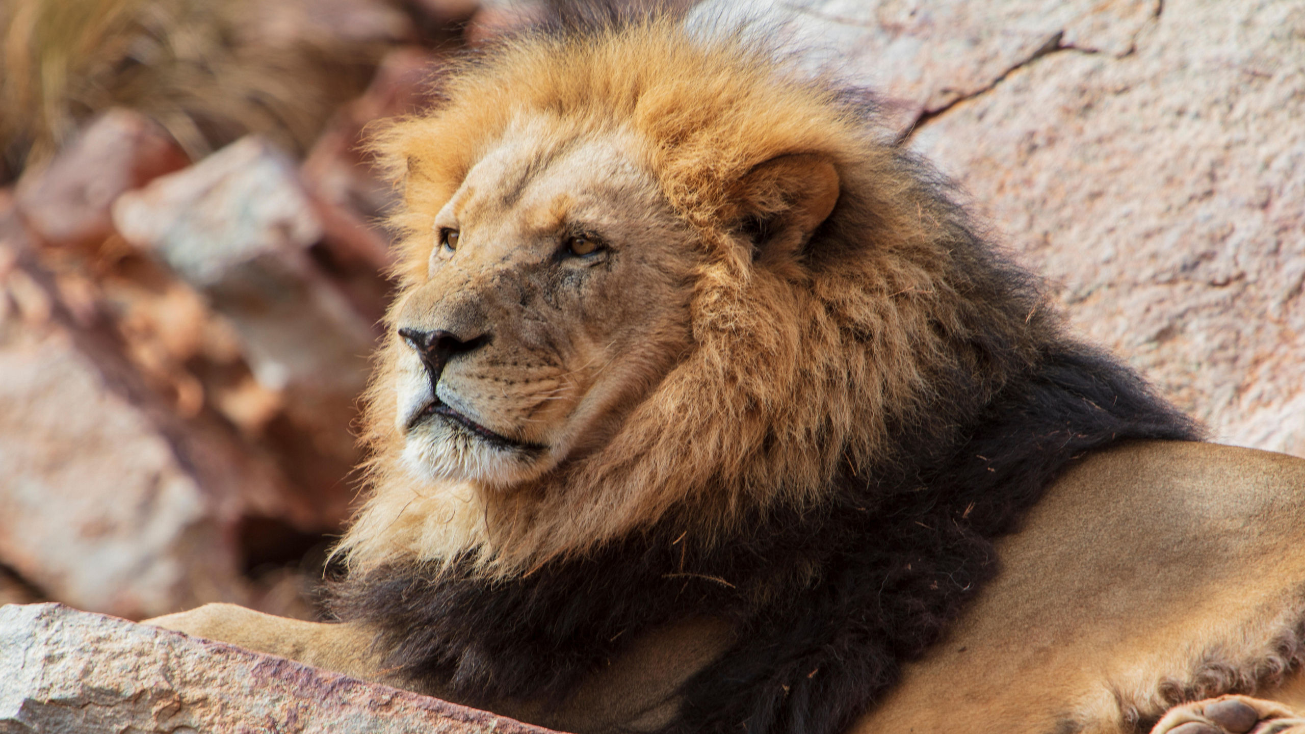 Lion Aquila Reserve South Africa