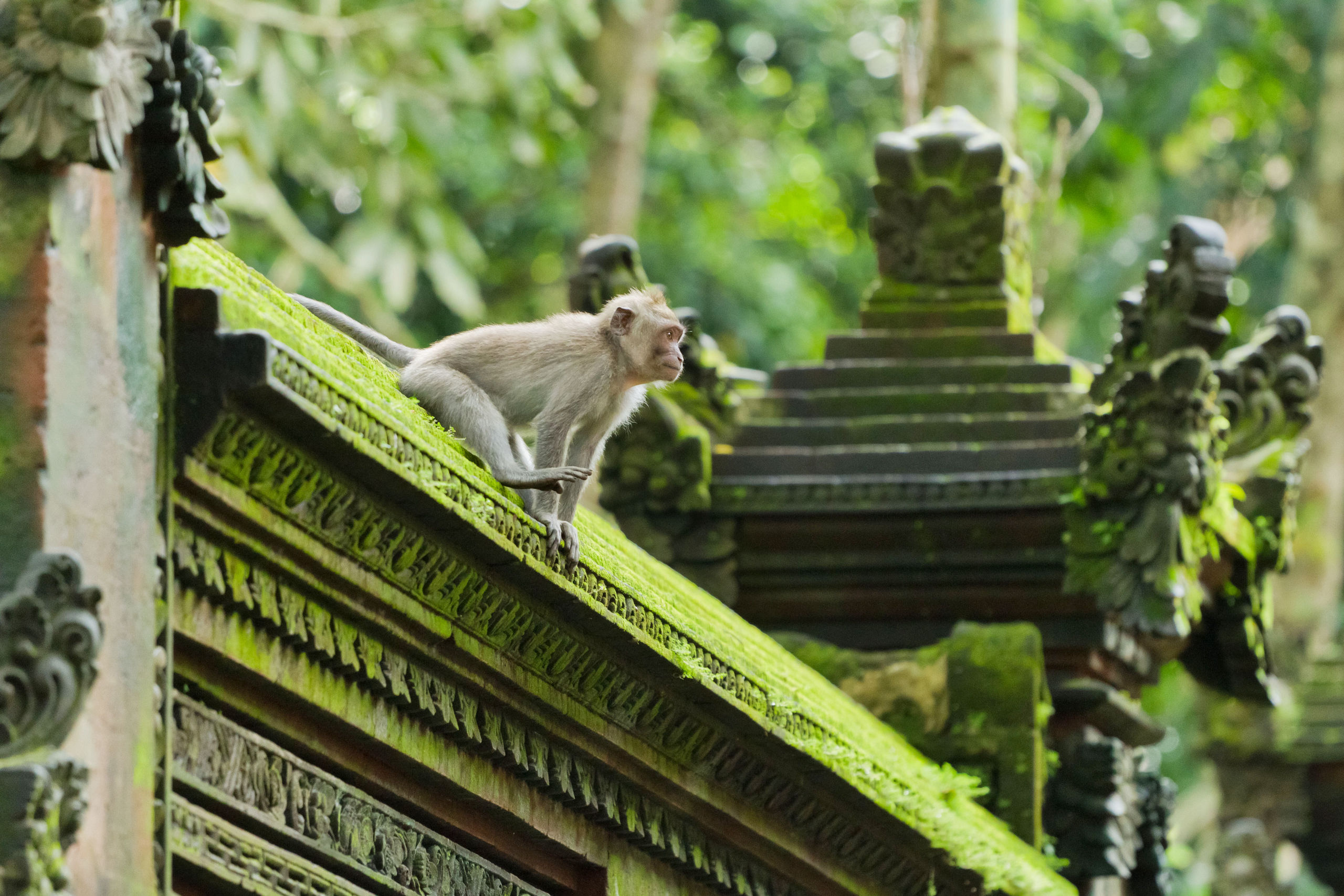 Monkey Temple Roof Moss Ubud Bali