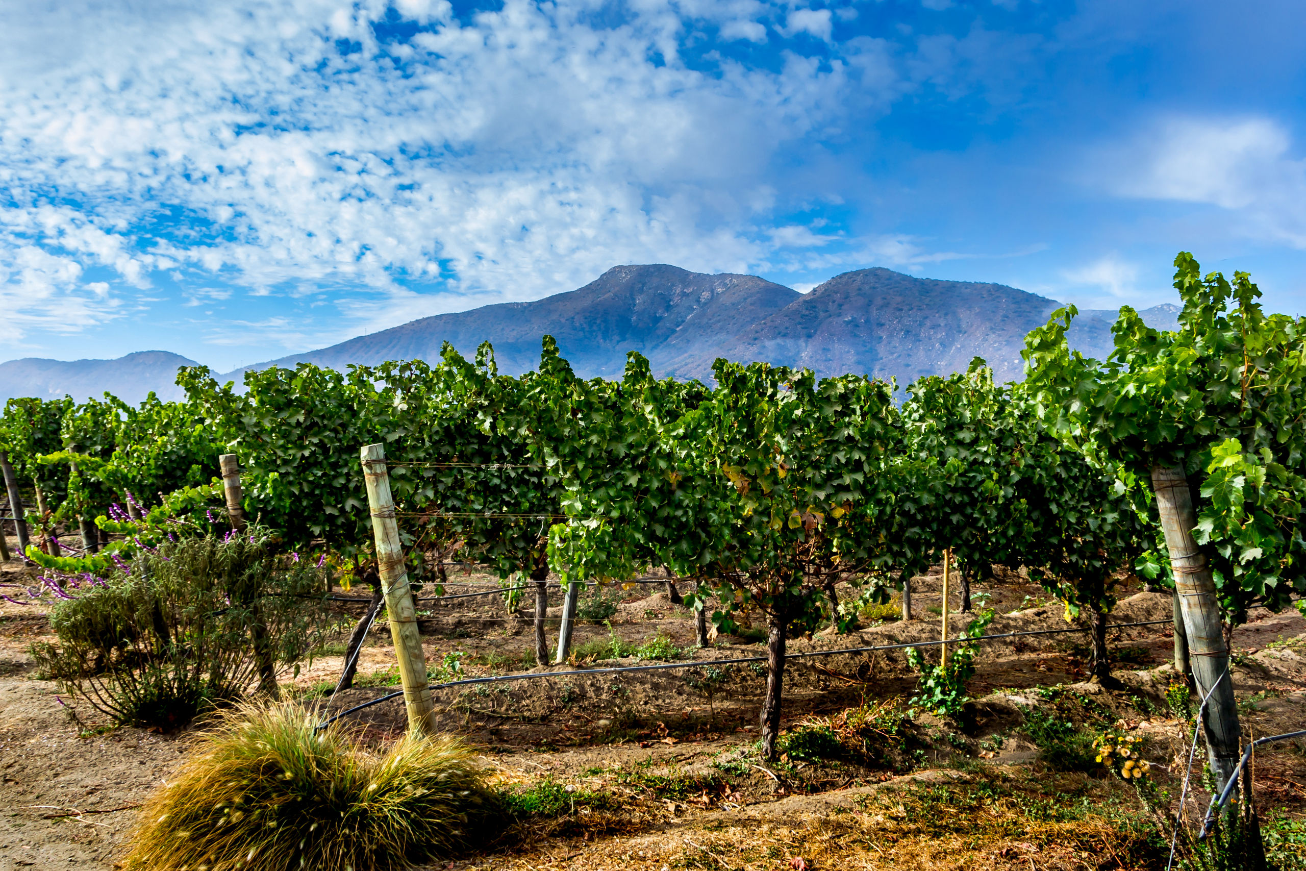 Mountains Vineyard Casablanca Valley Chile