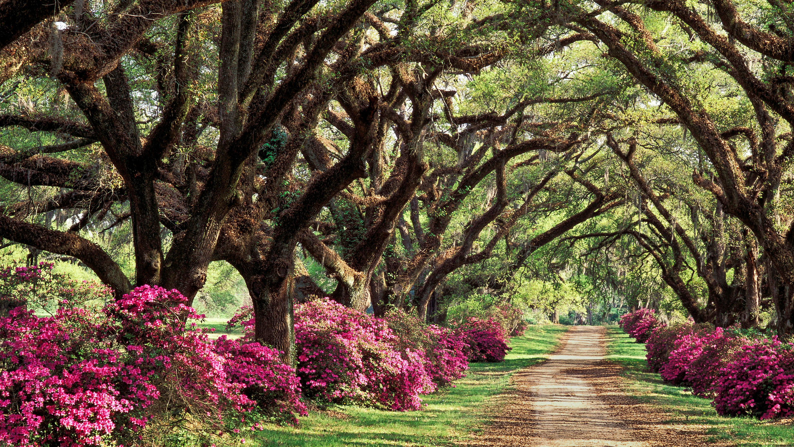Mississippi Delta Explorer