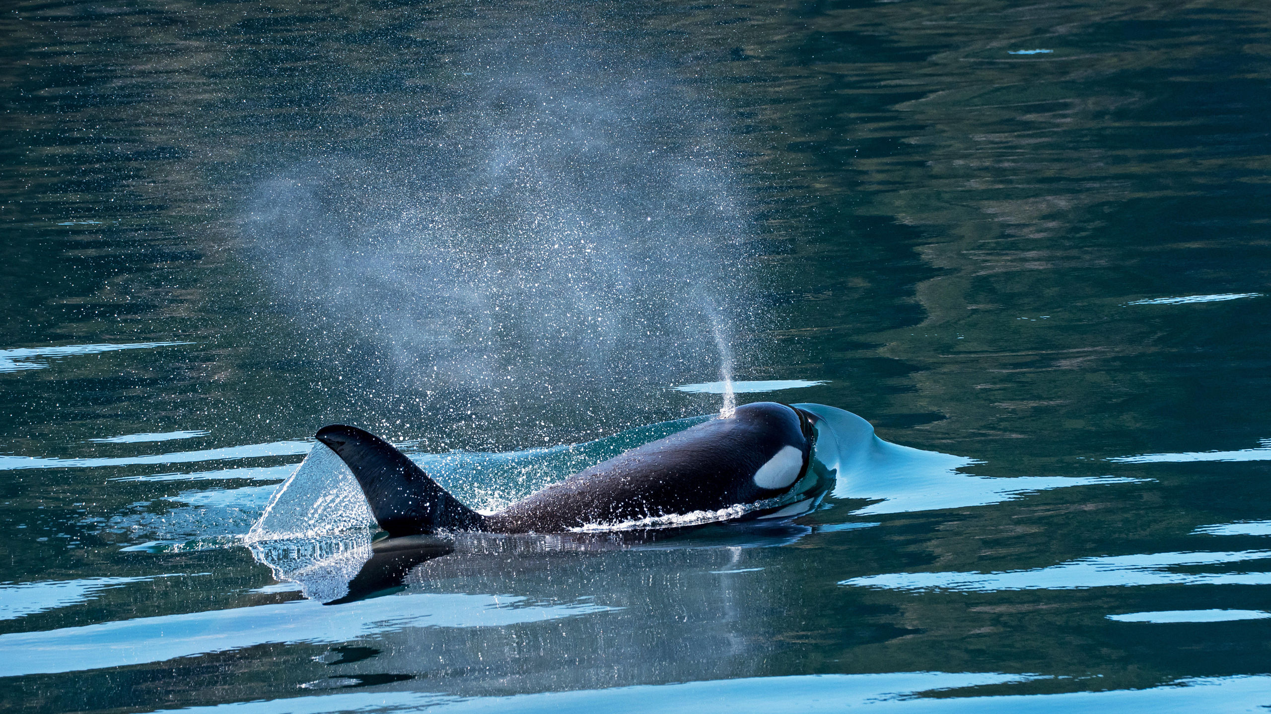 Alaska & the Inside Passage