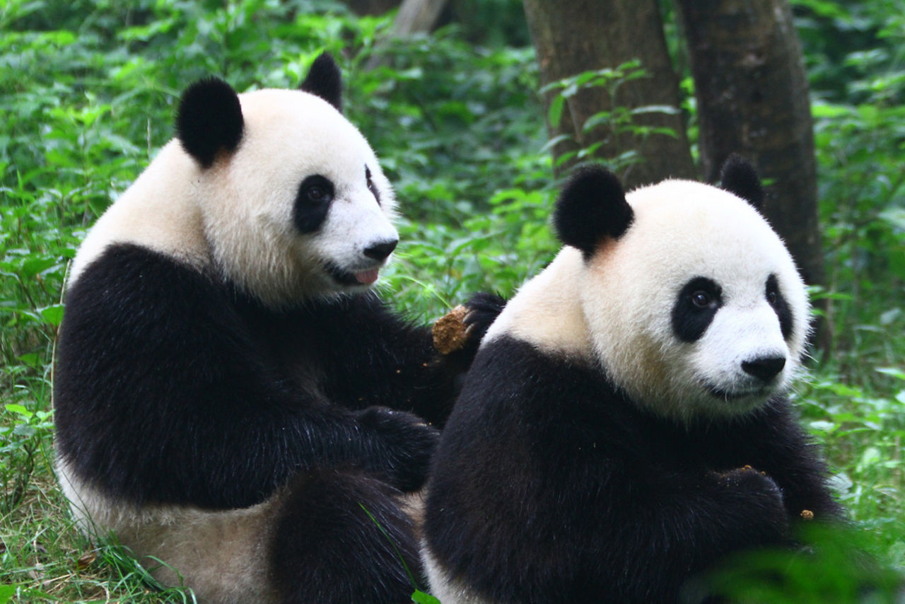 Pandas Eating Bamboo Forest China