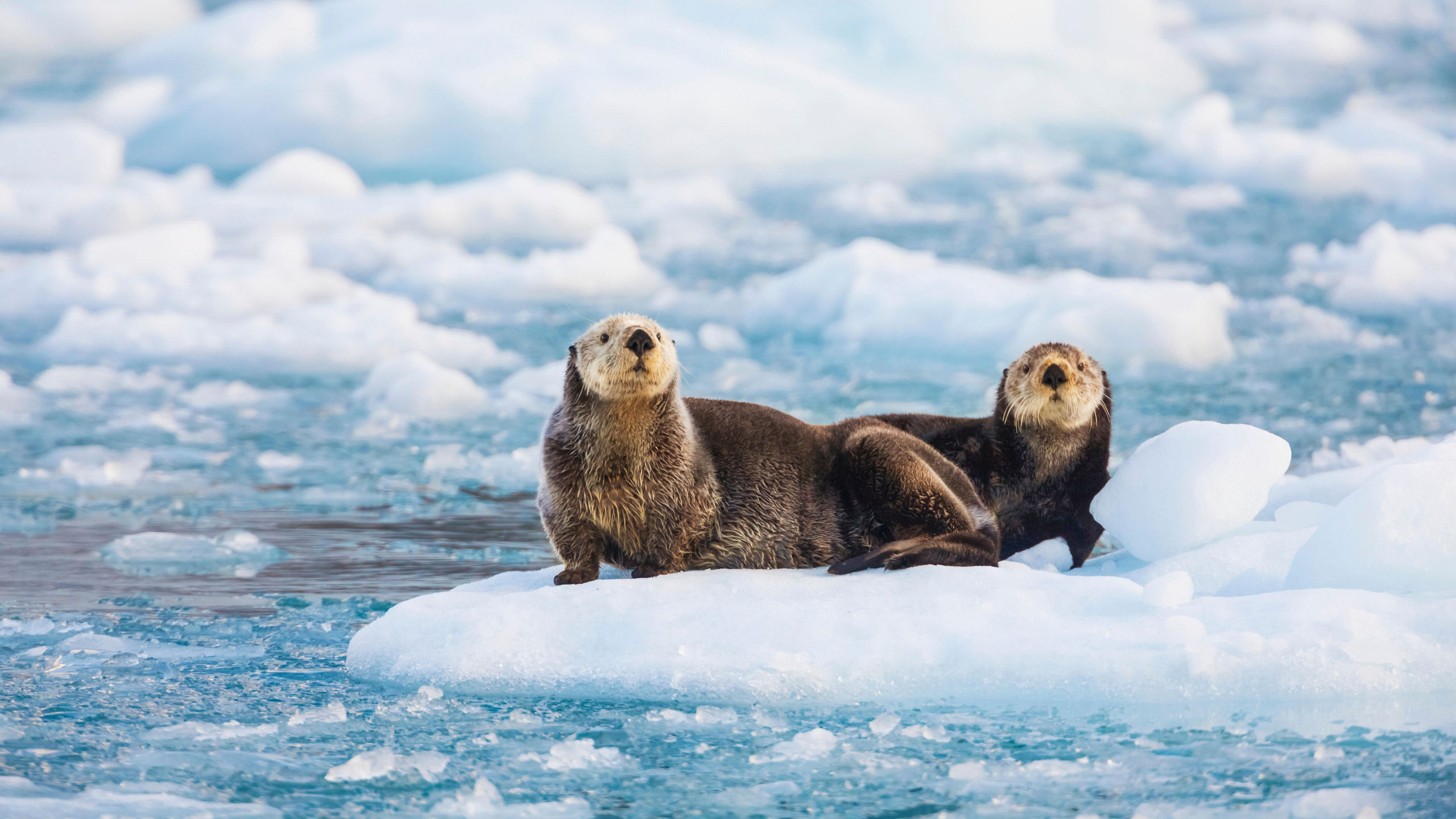 Alaska & the Inside Passage